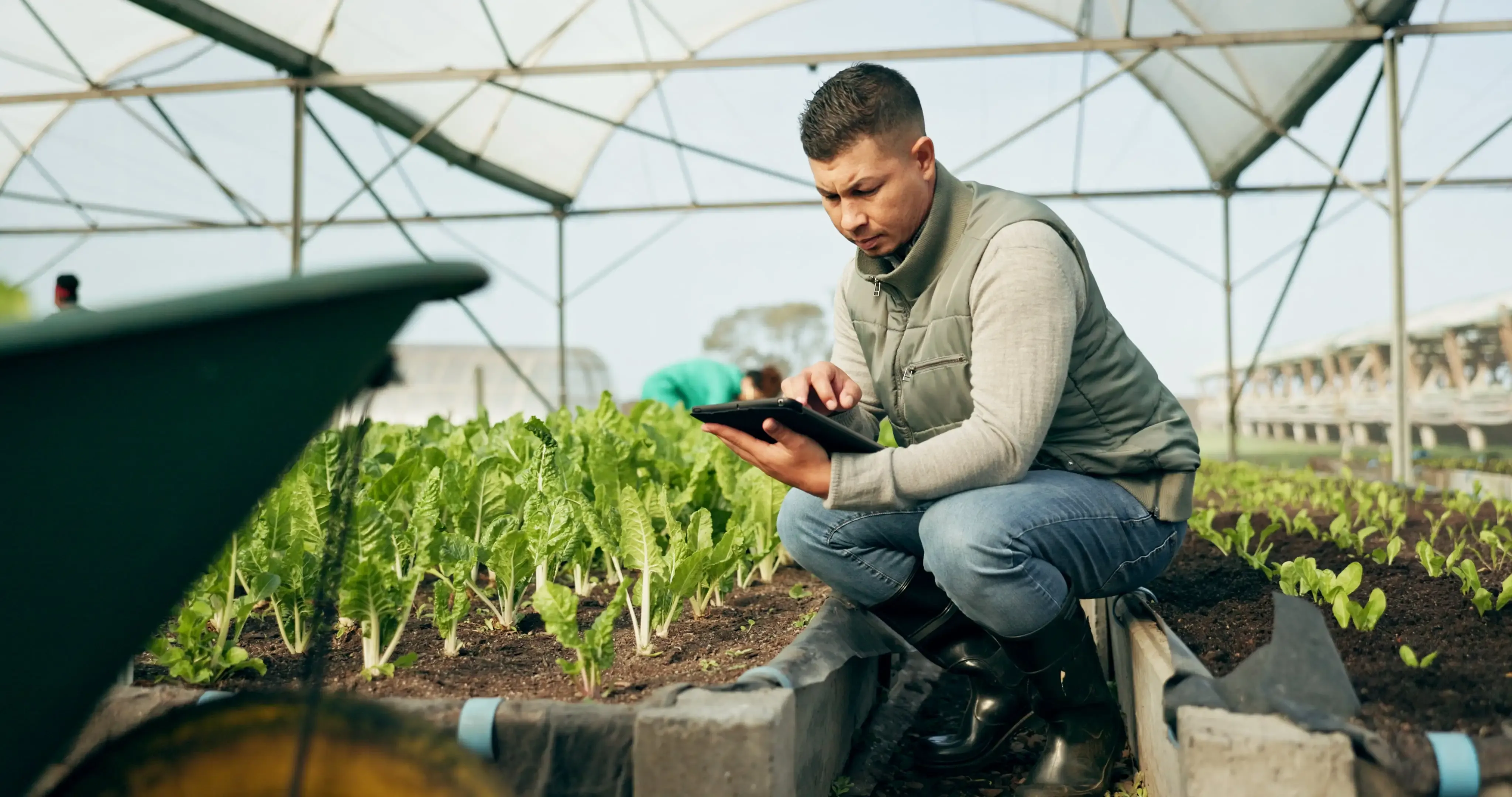 Suivi de la croissance d'une production sous serre pour vendre les légumes au moment opportun