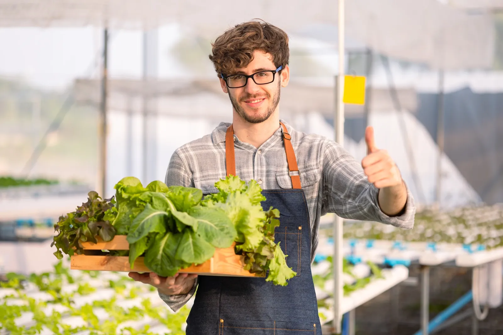 Un maraîcher tient des salades dans ses mains qu'il veut vendre dans un distributeur automatique de légumes.