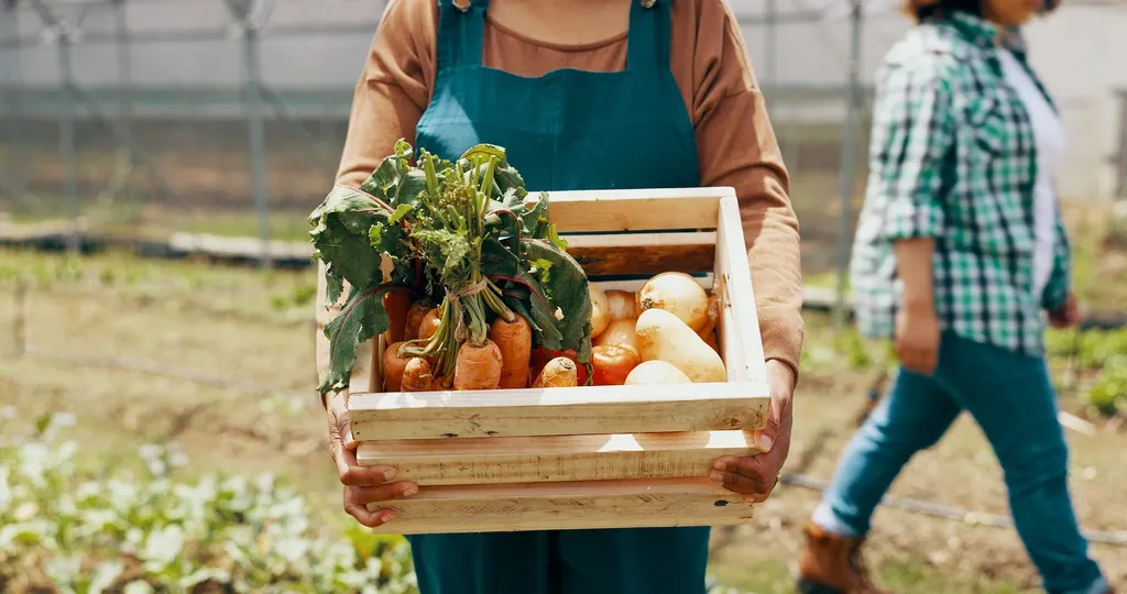 Des maraîchers récoltent des légumes à vendre dans le distributeur de fruits et légumes